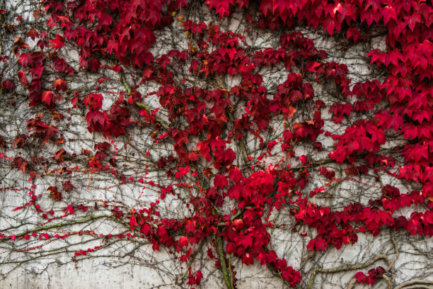 istock colorful autumn leaves on a wall 871785788