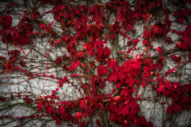 istock colorful autumn leaves on a wall 871785902