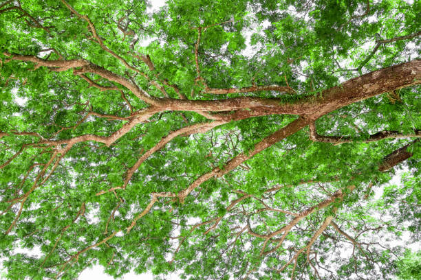 istock Branches of big tree, old tree with green spring leaves. Refreshing and oxygen 871785930