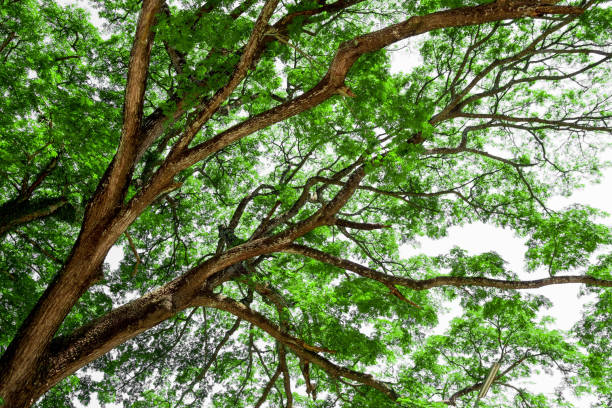 istock Branches of big tree, old tree with green spring leaves. Refreshing and oxygen 871785934