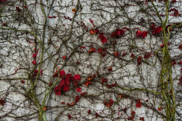 istock colorful autumn leaves on a wall 871786374