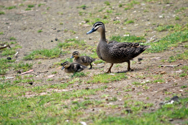 istock Australian Pacific black duck with her chicks 871786634