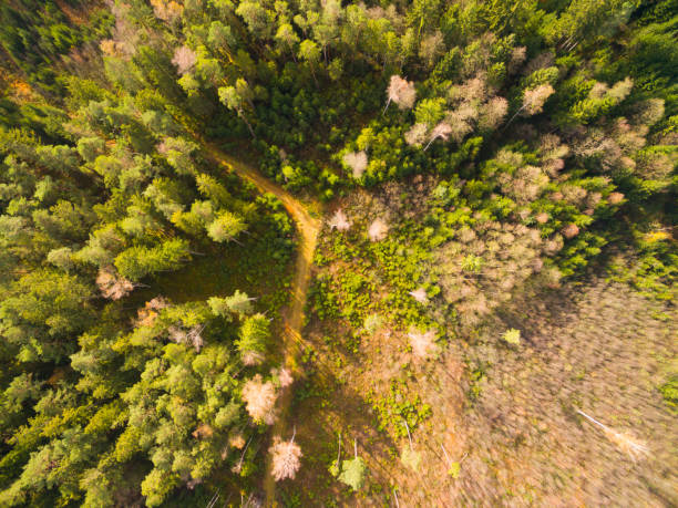 istock Aerial view: tiny road in bavarian forest in autumn 871788918