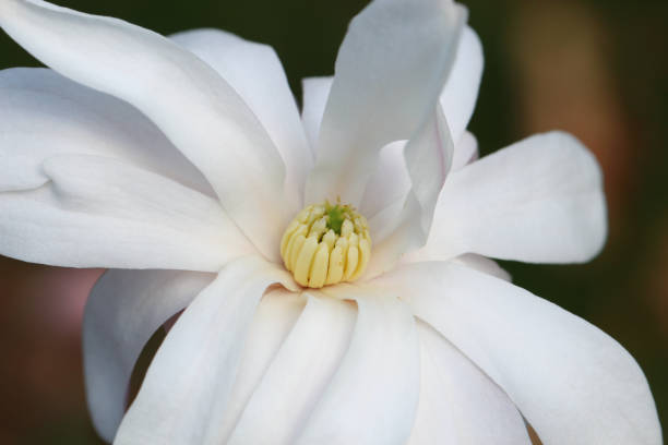 istock Magnolia fower 871789798