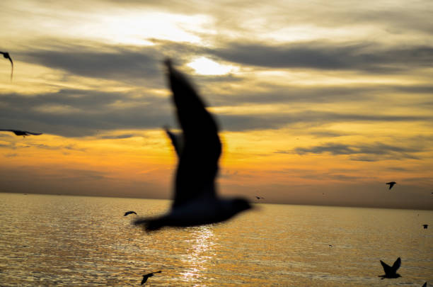 istock Seagull flying over seawater during sunset 871790132
