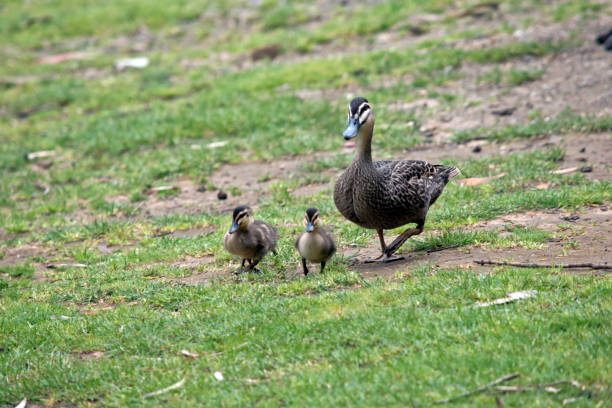 istock Australian Pacific black duck with her chicks 871790164