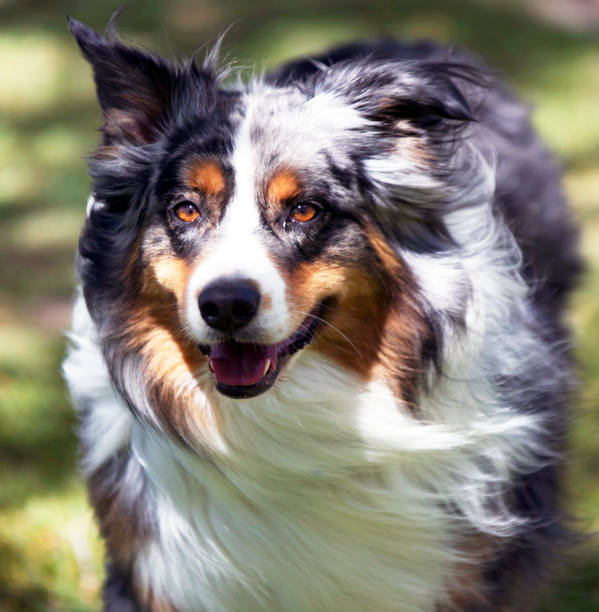 istock Brown eyed dog 871790190
