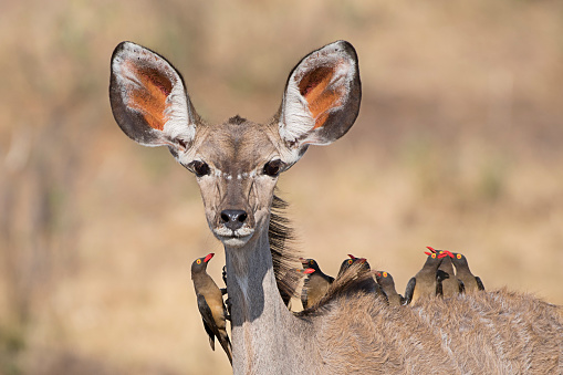 A Female of Kudu taking around a group of 10 Oxpeckers in Caprivi Area - Namibia