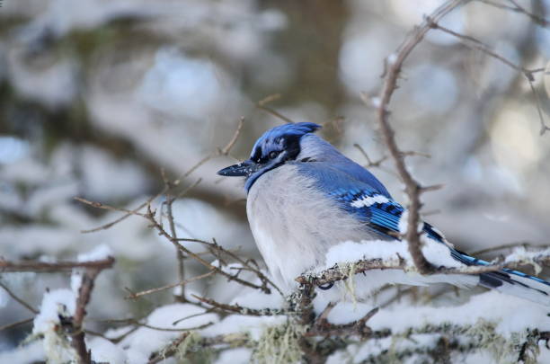 istock Blue Jays on snow in the winter wilderness 871792554