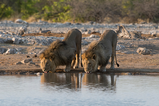 2 young brothers of lions in Etosha