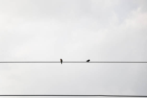 istock Two birds holding on electric wire and cloudy sky background 871793918