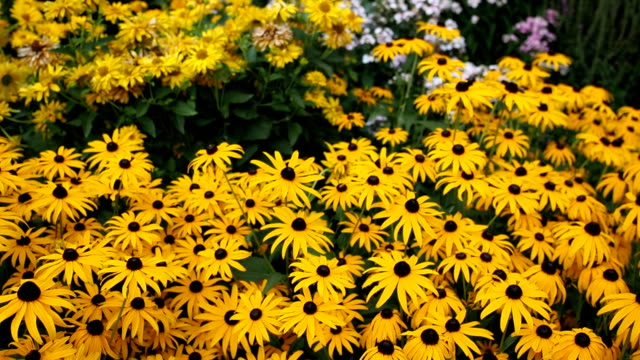Yellow flowers of Black-eyed Susan in the garden