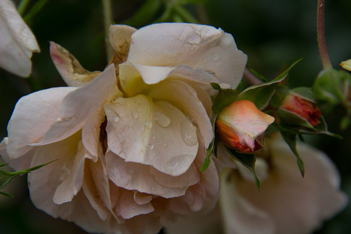 Ornamental garden in the summer: macro picture of a blooming tea rose wrapped in raindrops, in a green background.