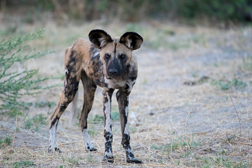 Wild Dog in Caprivi - Namibia