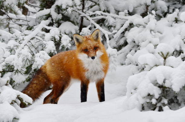 renard roux dans un cadre d'hiver - renard photos et images de collection