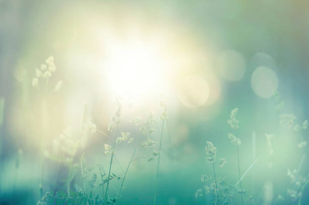 Meadow grasses in dreamy summer view