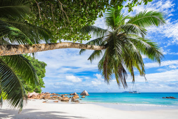 istock Catamarans at anse lazio on the seychelles 69 871800970