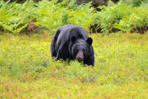istock Black bear (male) in Ontario, Canada 871802008