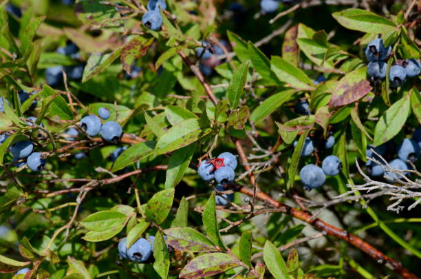 istock Wild blueberries in Ontario forest 871802192
