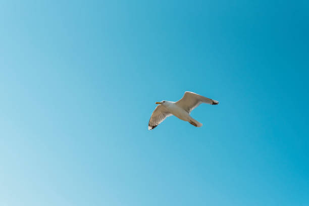 istock Flying seagull in the blue sky 871808244
