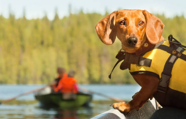 Home away from Home. Dog Boat Travelling. stock photo