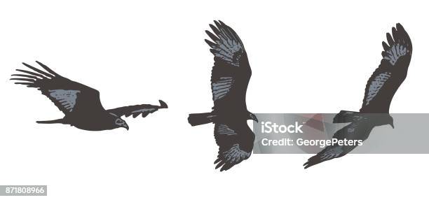 Flying Turkey Vulture Silhouettes Stock Illustration - Download Image Now - Turkey Vulture, Animal Wildlife, Animals In The Wild