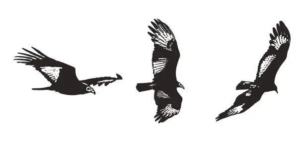 Vector illustration of Flying Turkey Vulture silhouettes