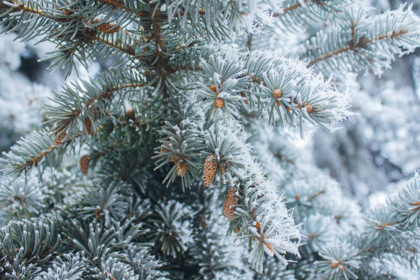istock Spruce branch with cones covered with snow close-up 871809276