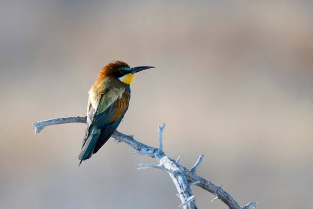 유럽벌잡이새 - bee eater colorful bird beautiful bird animal 뉴스 사진 이미지