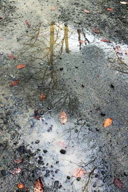 istock Reflection of cloudy sky and trees in rain puddle on asphalt road 871815314