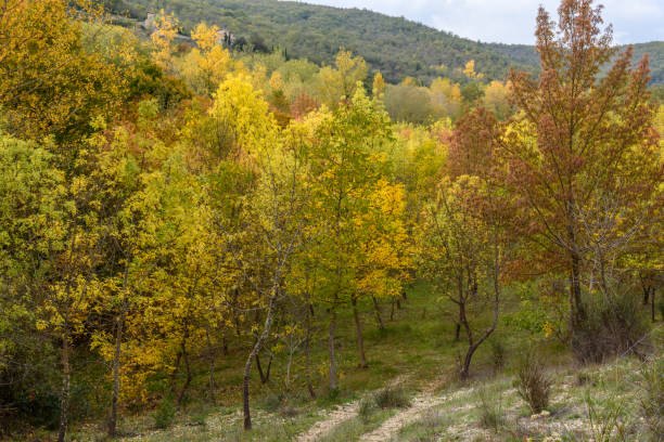 istock Colorful forest in autumn 871819638