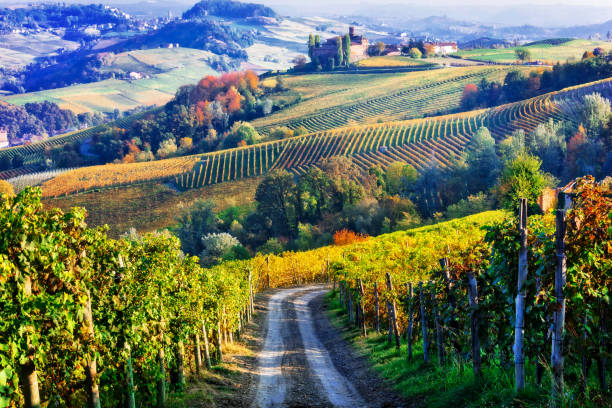 Vineyards and of Piemonte in autumn colors. North of Italy Vineyards of Italian countryside in autumn piedmont italy photos stock pictures, royalty-free photos & images
