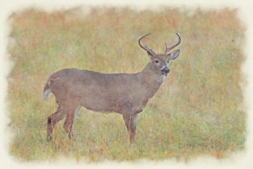 Deer in a forest near Waterton National Park in rural Alberta, Canada