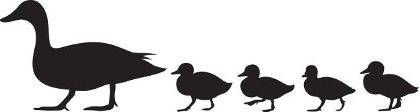 Duck and Ducklings Silhouette Vector silhouette of a group of ducks and ducklings walking. duck bird stock illustrations