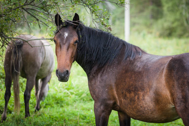 istock portrait of a rusty beautiful horse 871830592