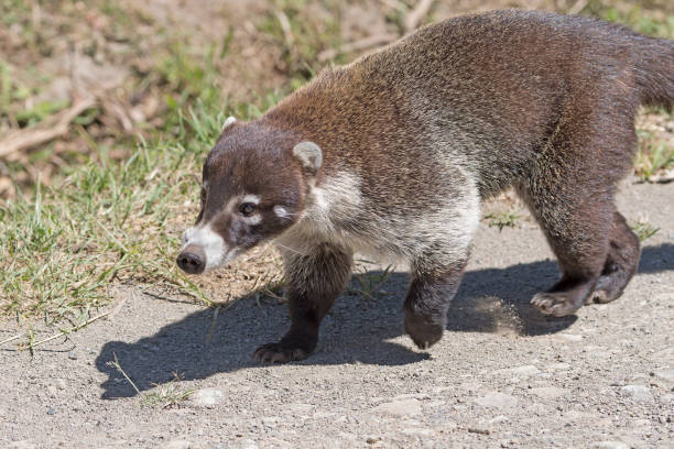 istock Close up of a Coati 871831020