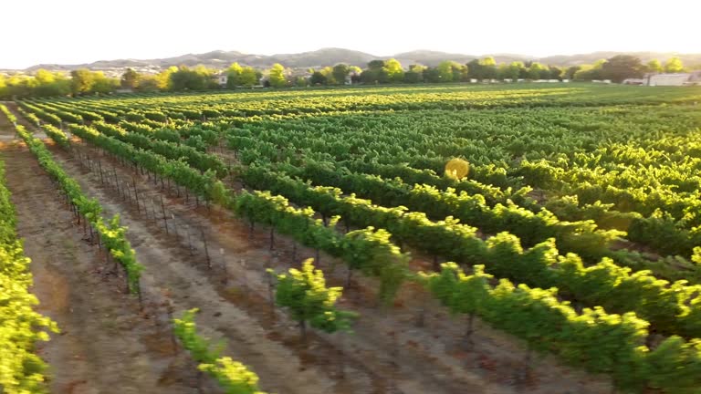 Aerial - Gorgeous Vineyard Sunset