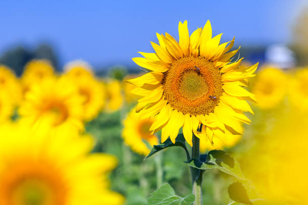 istock sunflower field and a blue sky 871831170
