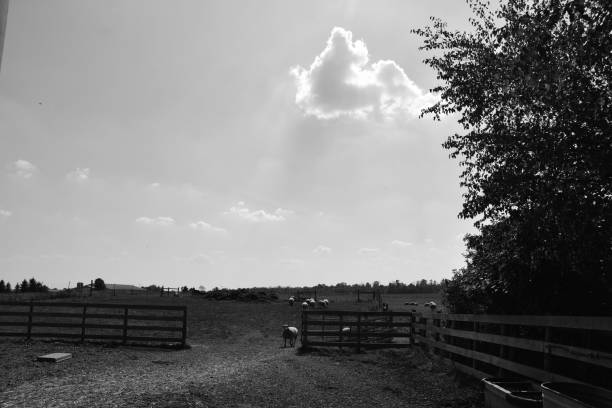 Black and white images of animals, farm life and a wind farm.