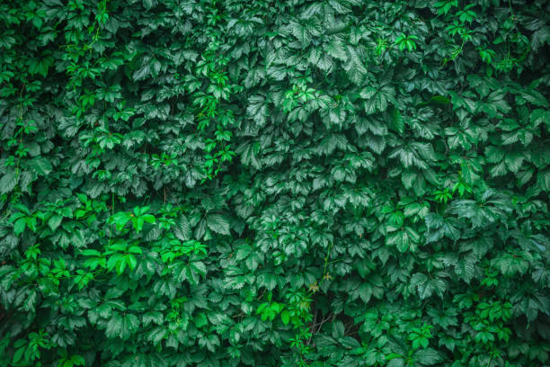 istock wall of natural grapes 871833822