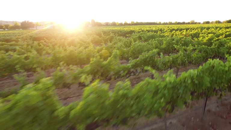 Aerial - Gorgeous Vineyard Sunset