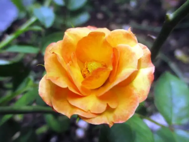 Beautiful Orange Rose Flower In The Garden