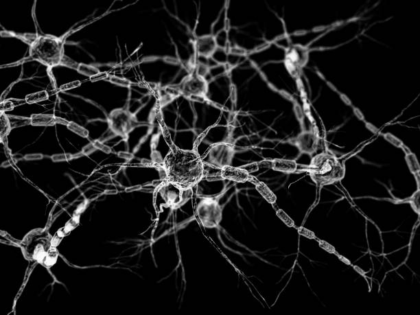 뉴런-신경 네트워크에한필요 - nerve cell synapse communication human spine 뉴스 사진 이미지