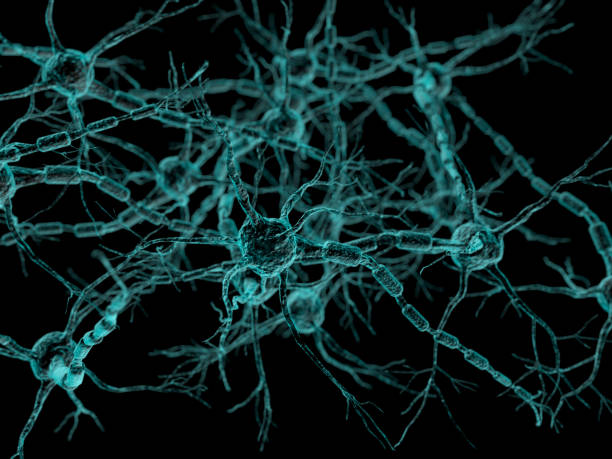 -신경 네트워크-뉴런 신경 세포 - nerve cell synapse communication human spine 뉴스 사진 이미지