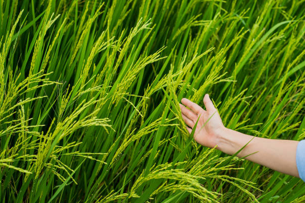istock Touch the rice in the rice paddies. 871840868