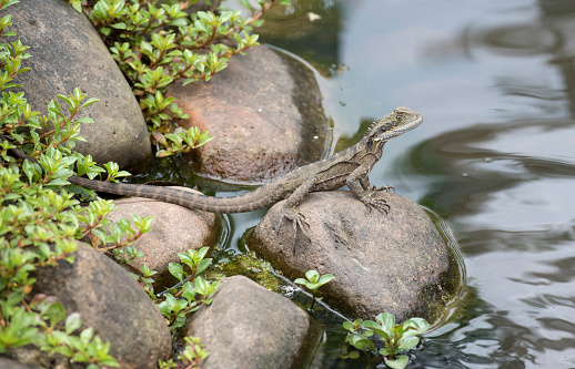 water monitor lizard resting near a rock pool.