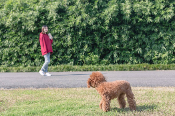 woman walking her poodle in park with drinking coffee.