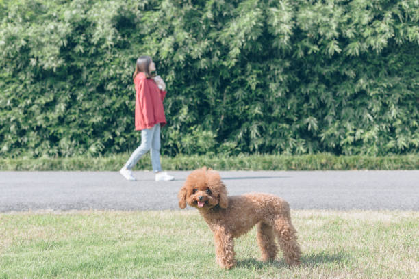 woman walking her poodle in park with drinking coffee.