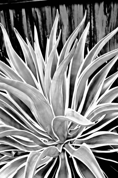 istock Beautiful Agave plant monochrome 871851536