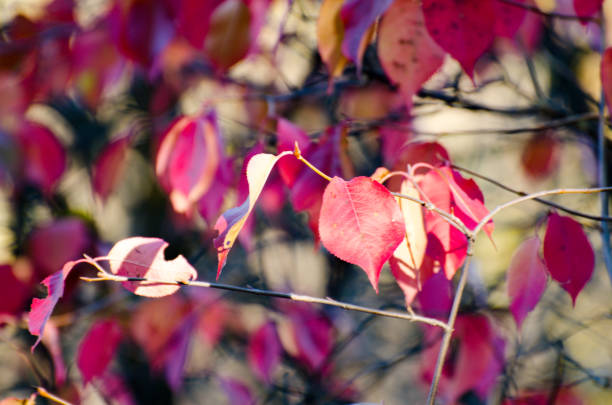 Late autumn red leaves